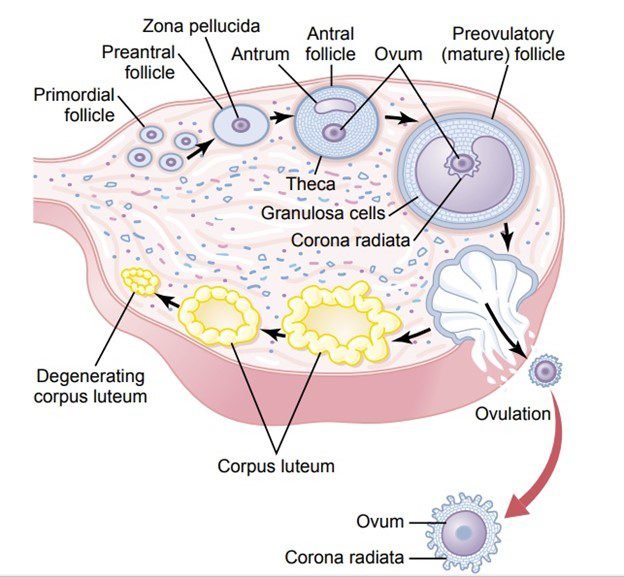 Female Genital System – Transcode Solutions