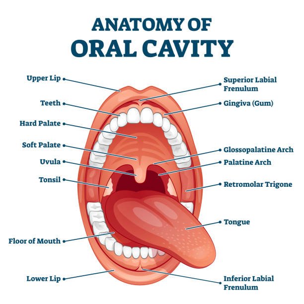 Anatomy of oral cavity showing labeled parts like tongue, teeth, palate, uvula, tonsil, and lips for medical coding education.